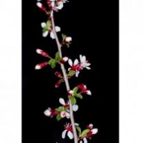 Aspiva Asansör Kabin İçi Motifler